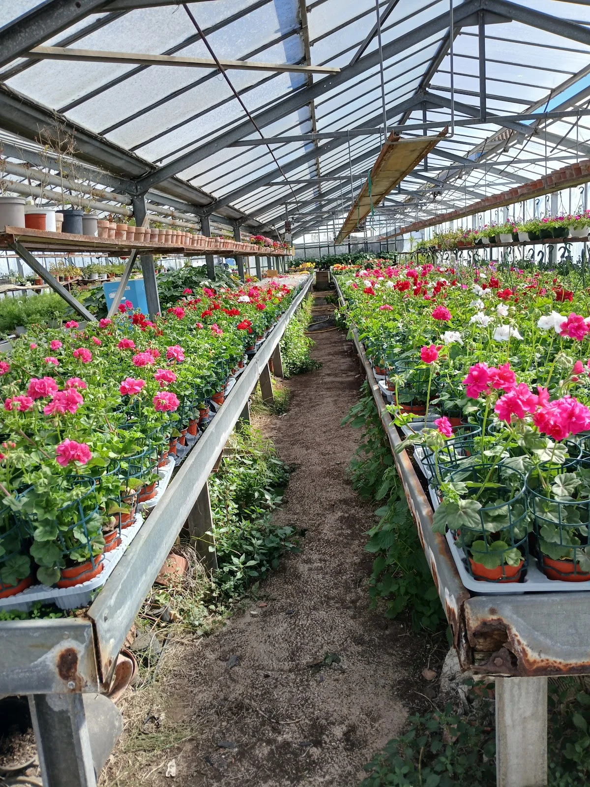 Horti-Flore - 2