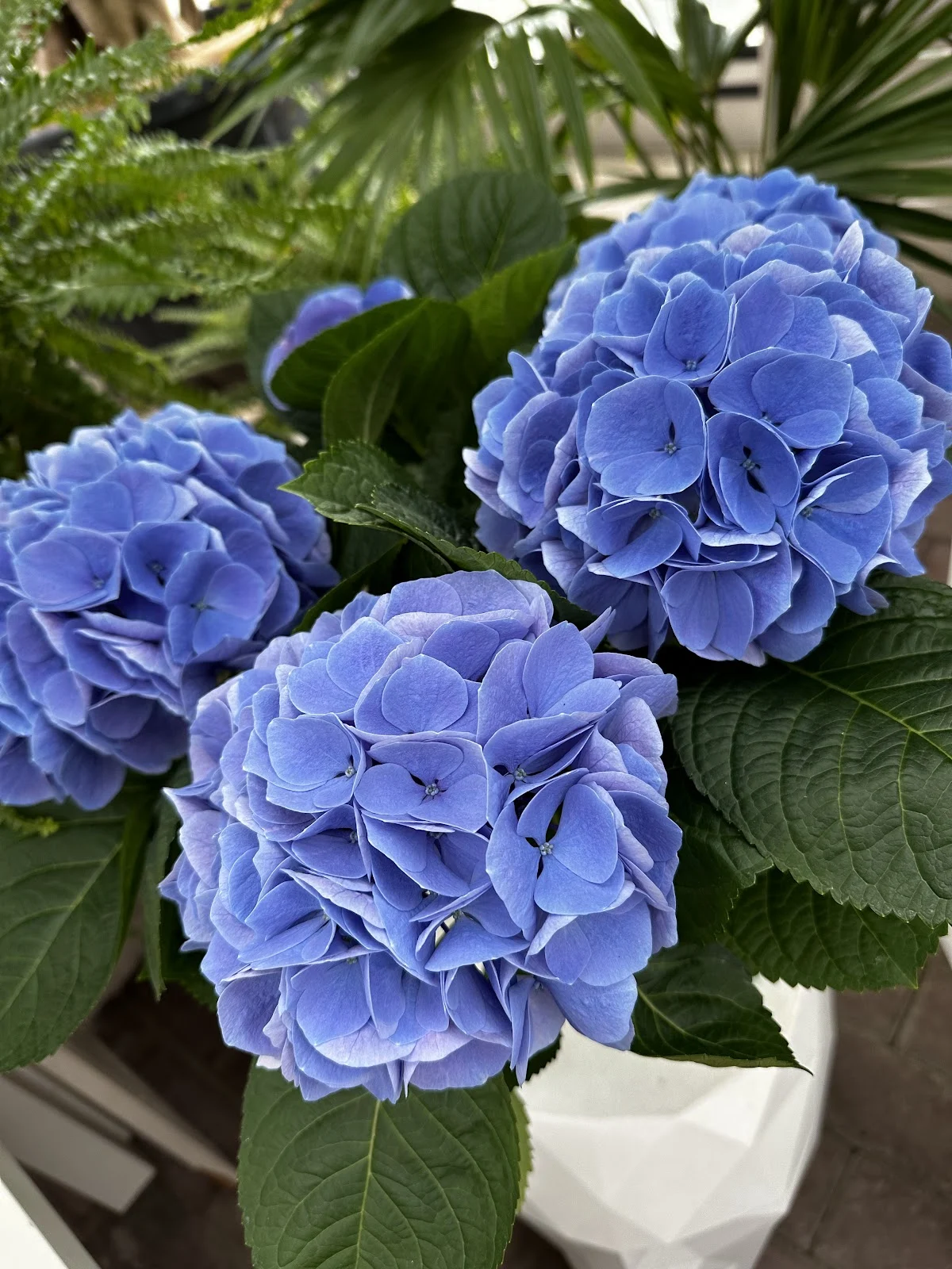 Horticulture et Fleurs Frederic ROTH - 3