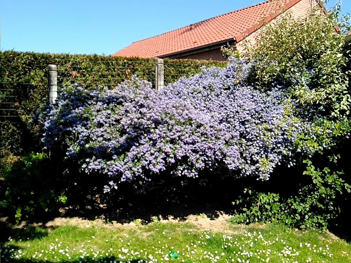 Idéal Fleurs