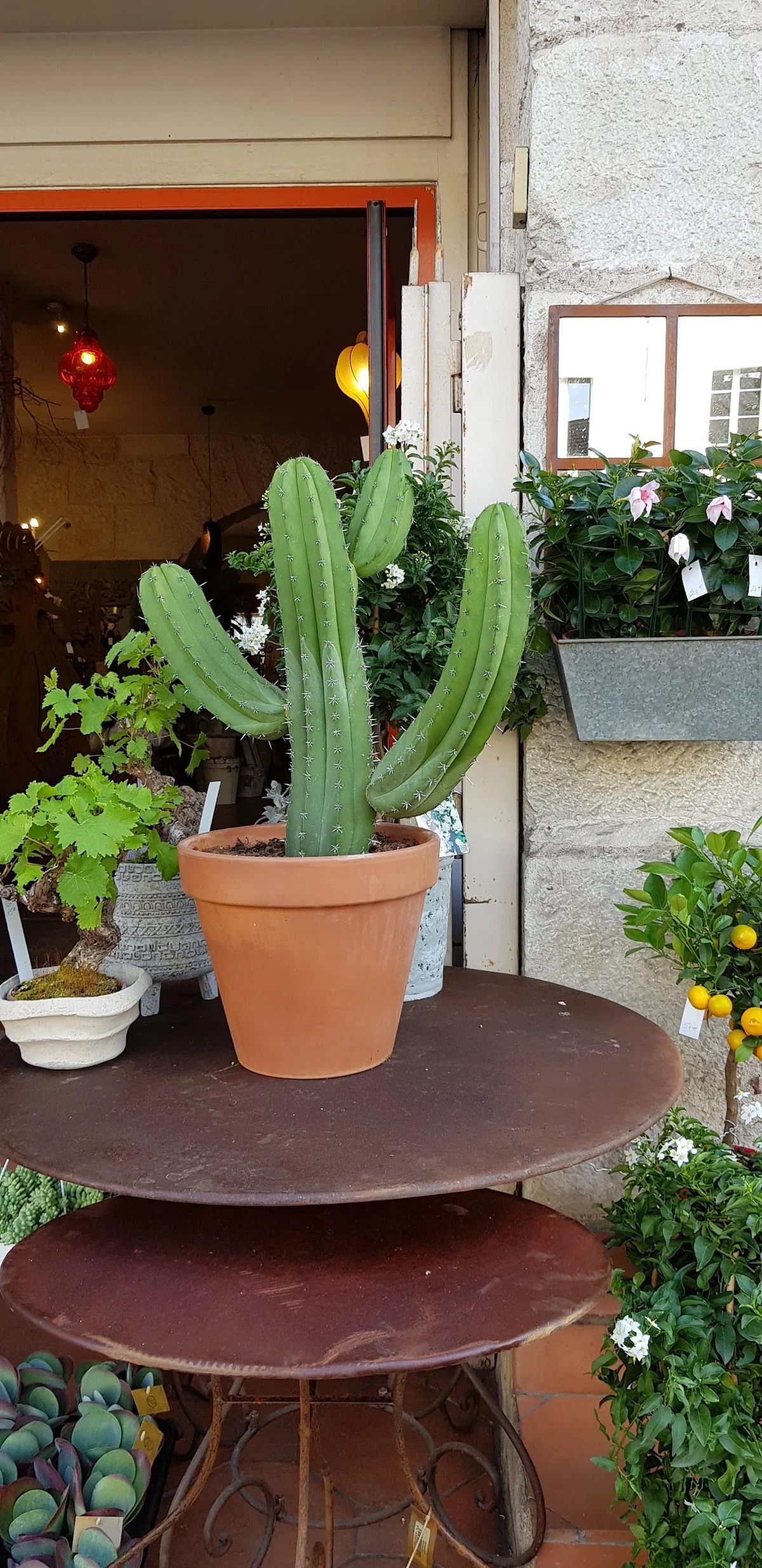 Il Giardino - 5