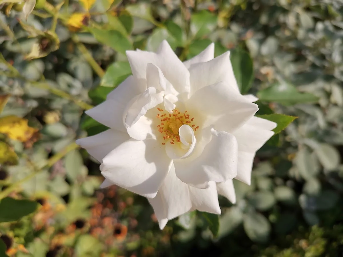 l univers floral - 3