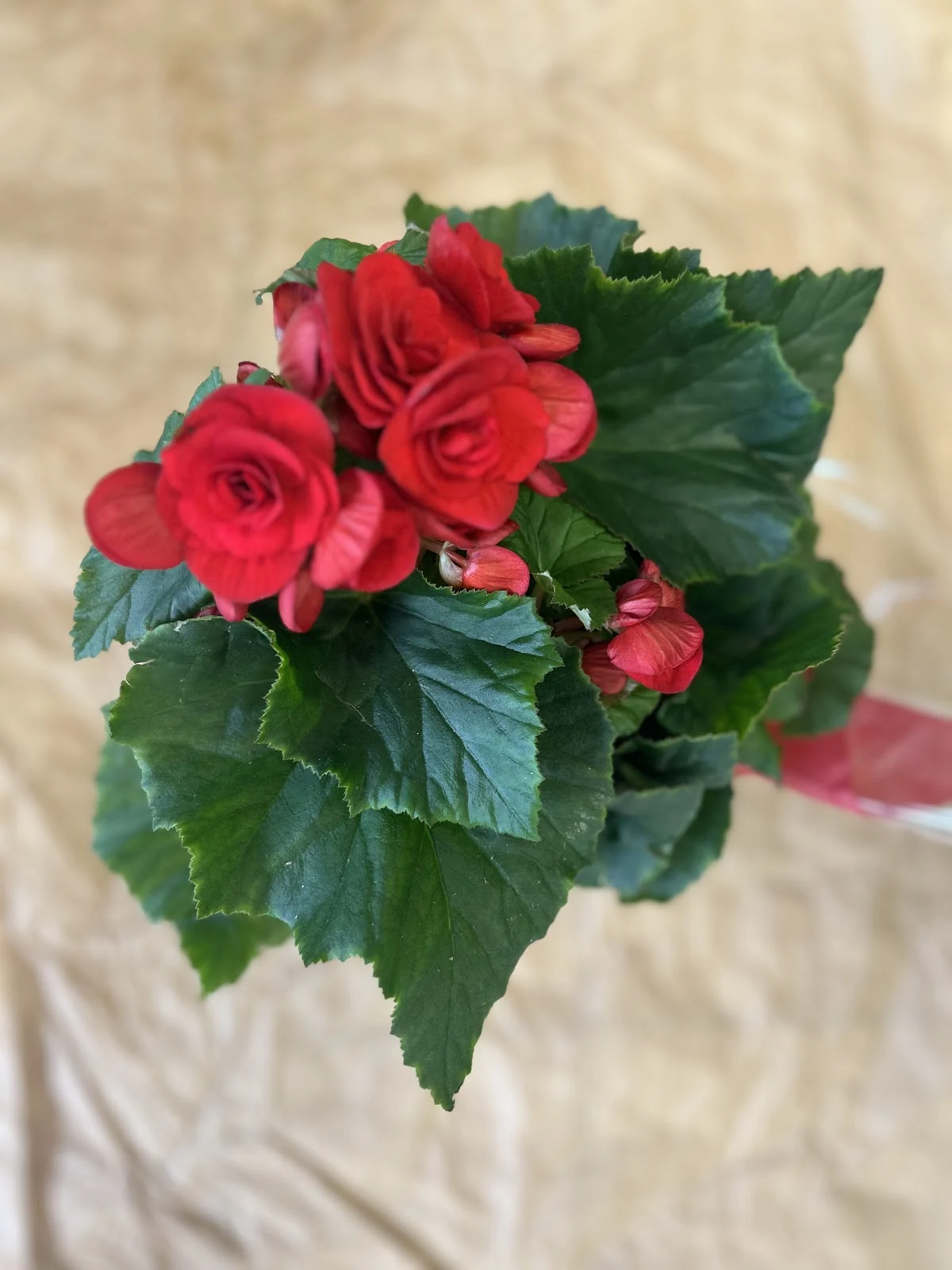 La Fleuriste - 4