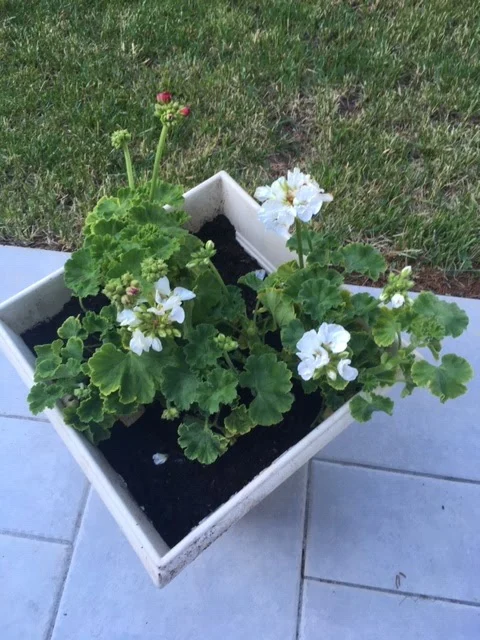 La Maison Du Fleuriste - 2
