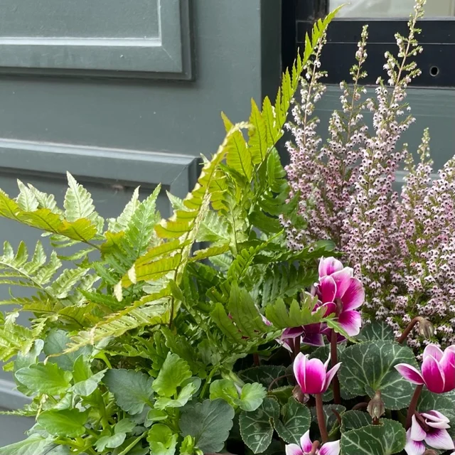 La Maison Fleurie | Fleuriste Douai - 6