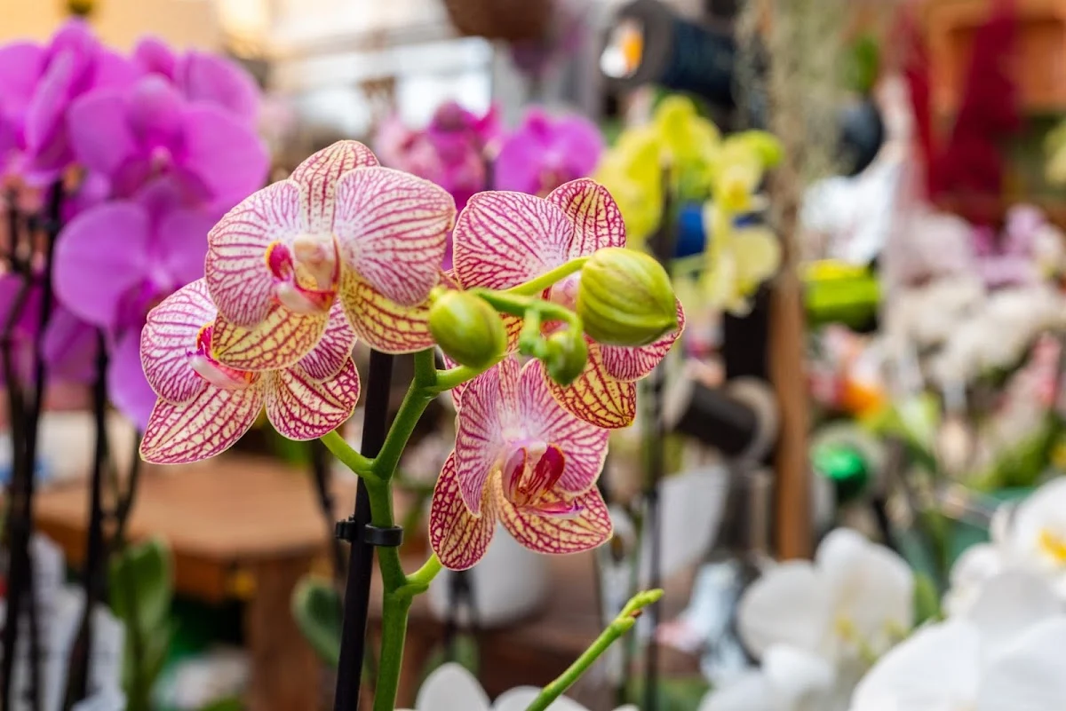 La Nature en Fleurs | Fleuriste Toul - 3