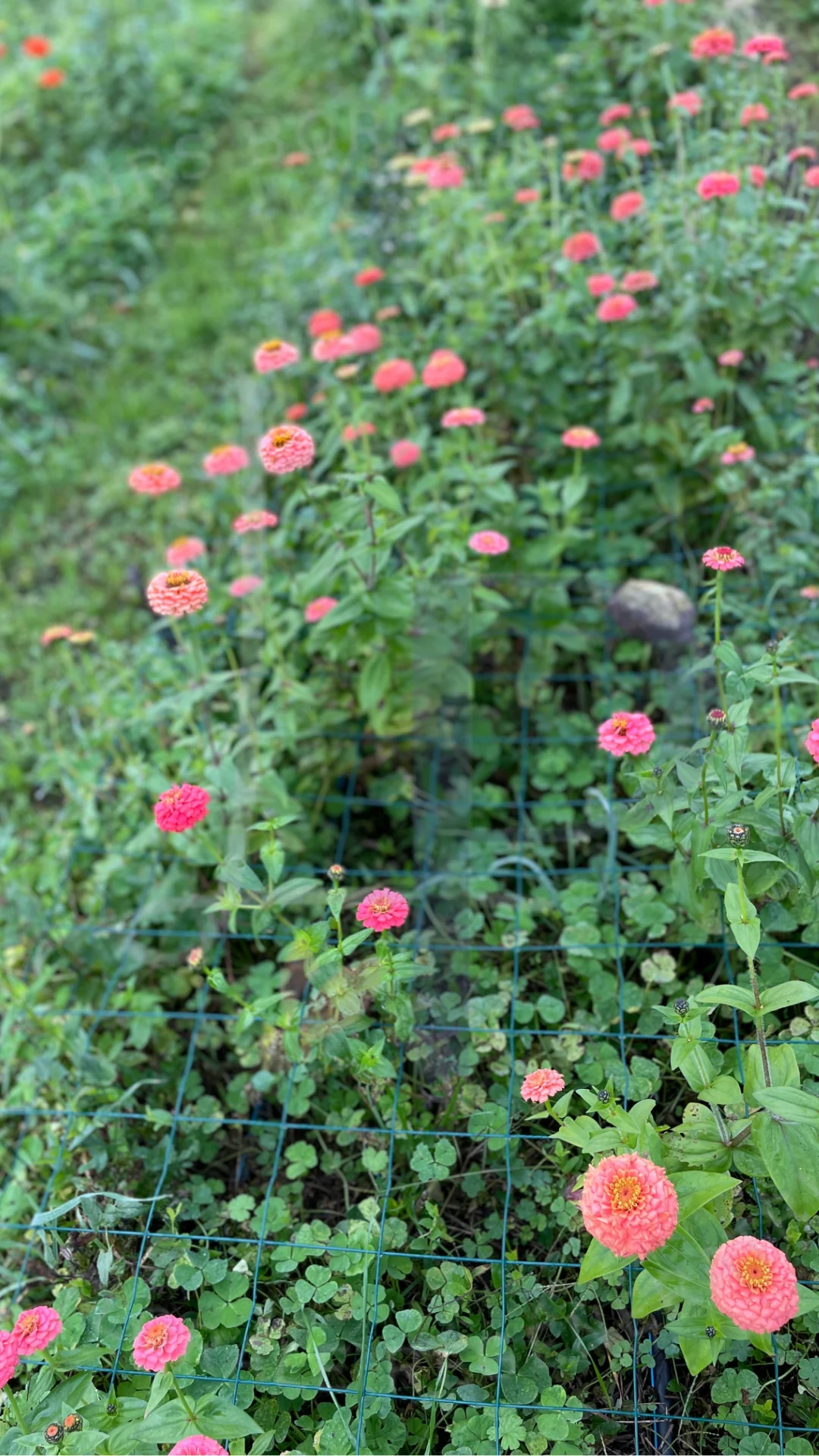 La Pétalerie - ferme florale