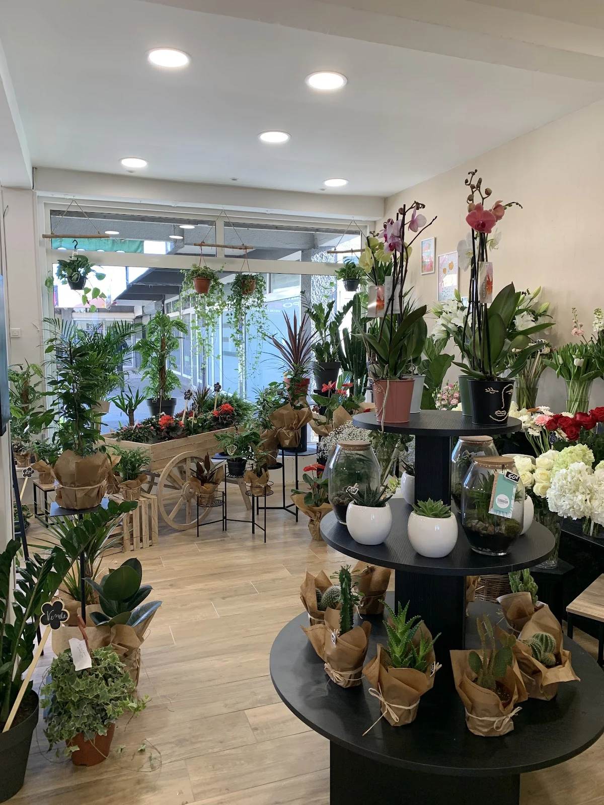 La Rose de Montesoro - 2
