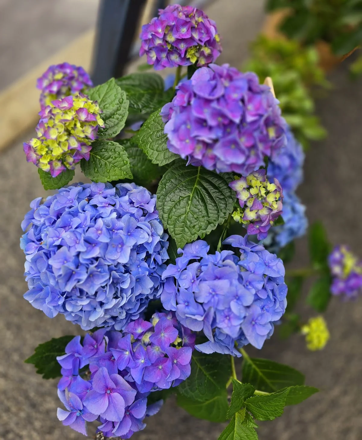 L'annexe by l'Atelier floral d'Agay - 3