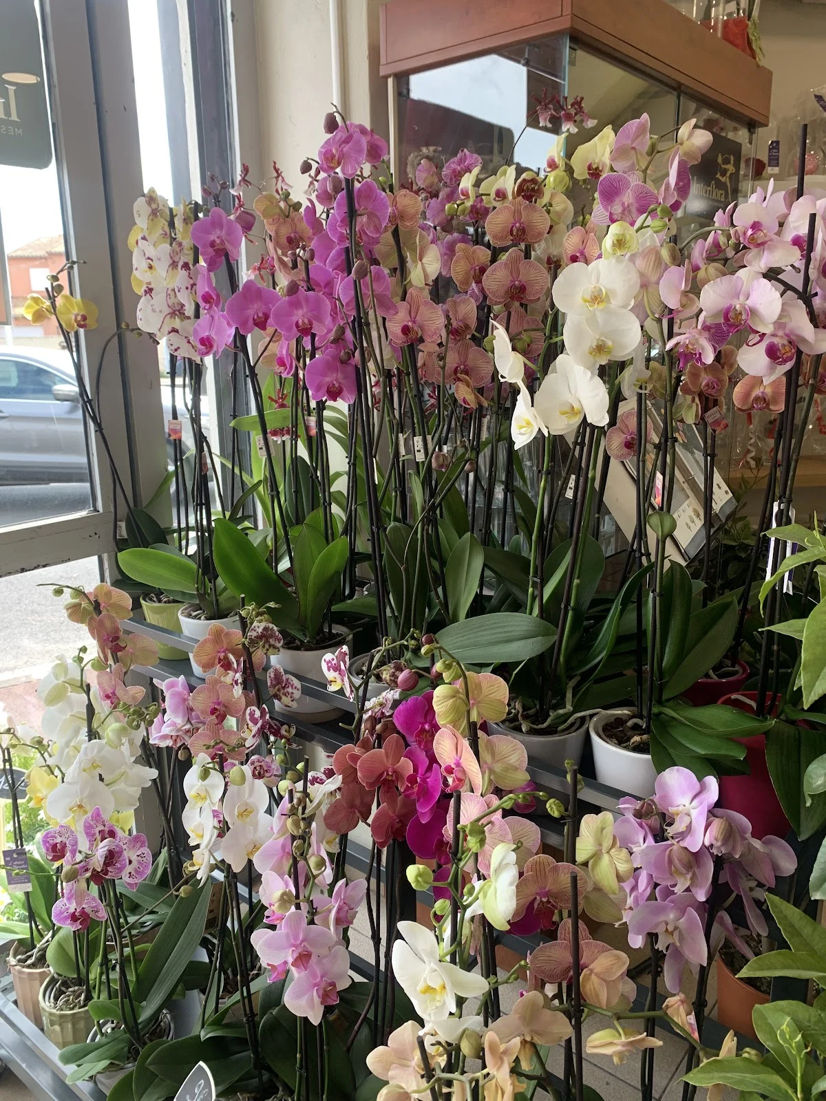 L'Atelier des Nymphes - 3