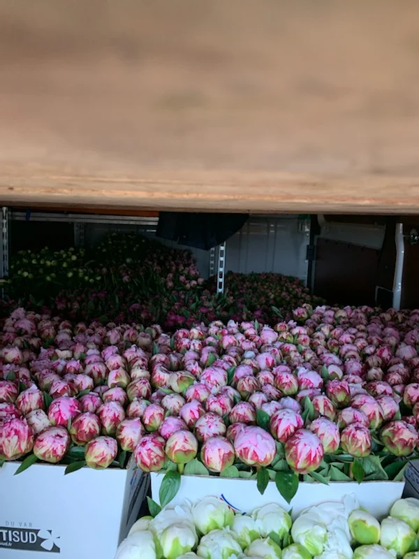 Lauri Fleurs - 2