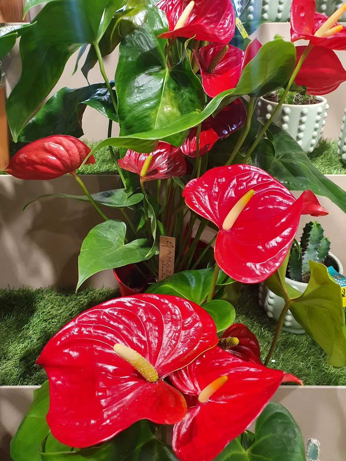 Le Jardin des Fleurs - 3