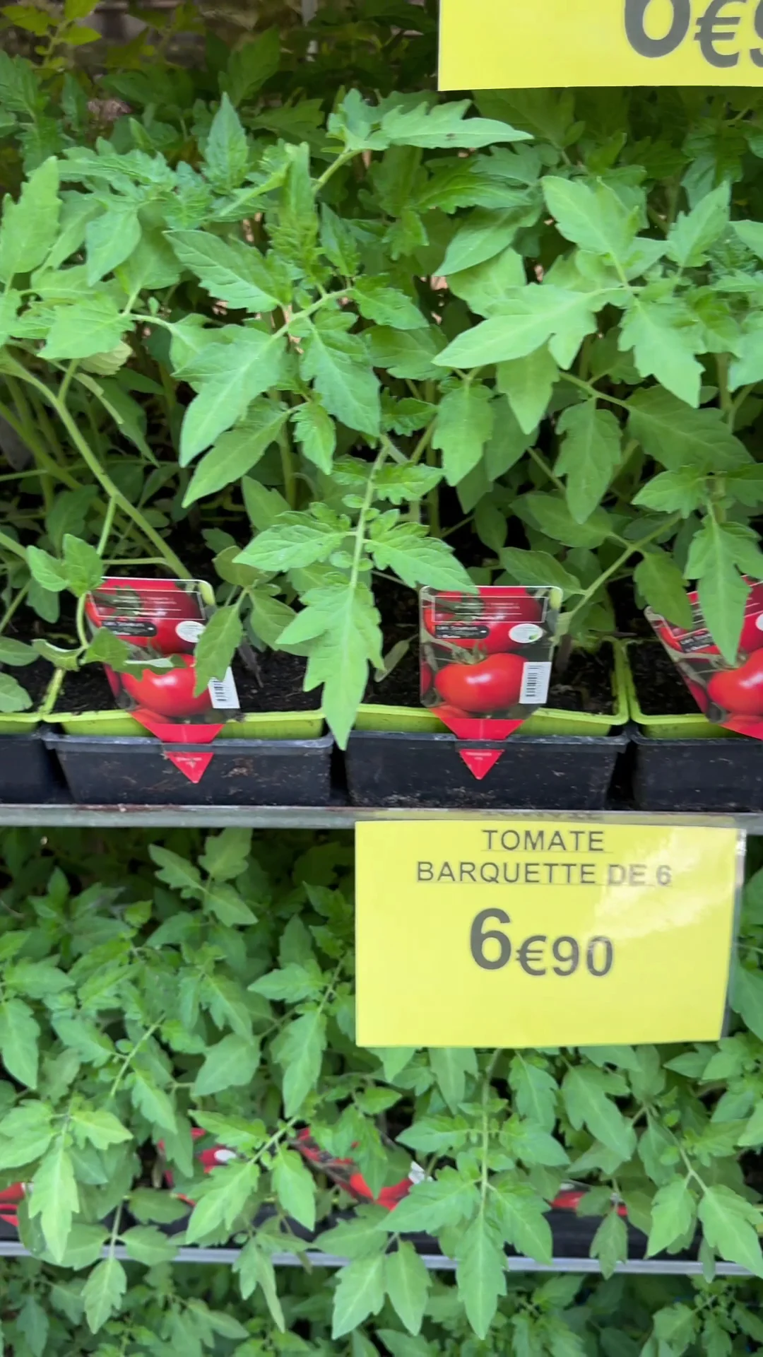 Le Monstera | Fleuriste Les Pavillons-sous-Bois - 4