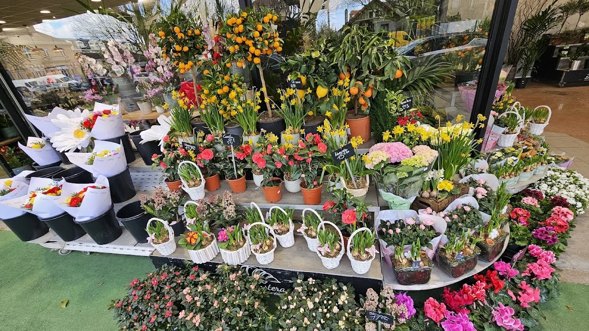 Le Monstera | Fleuriste Les Pavillons-sous-Bois - 5