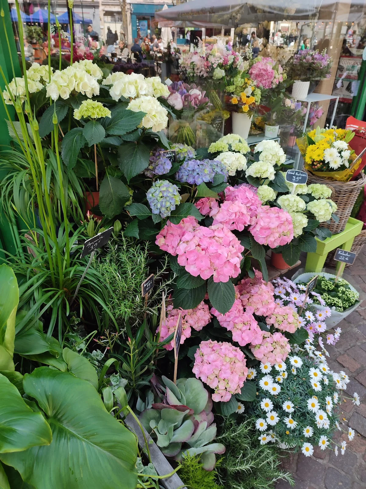 Les Fleurs de la Malmaison - 3
