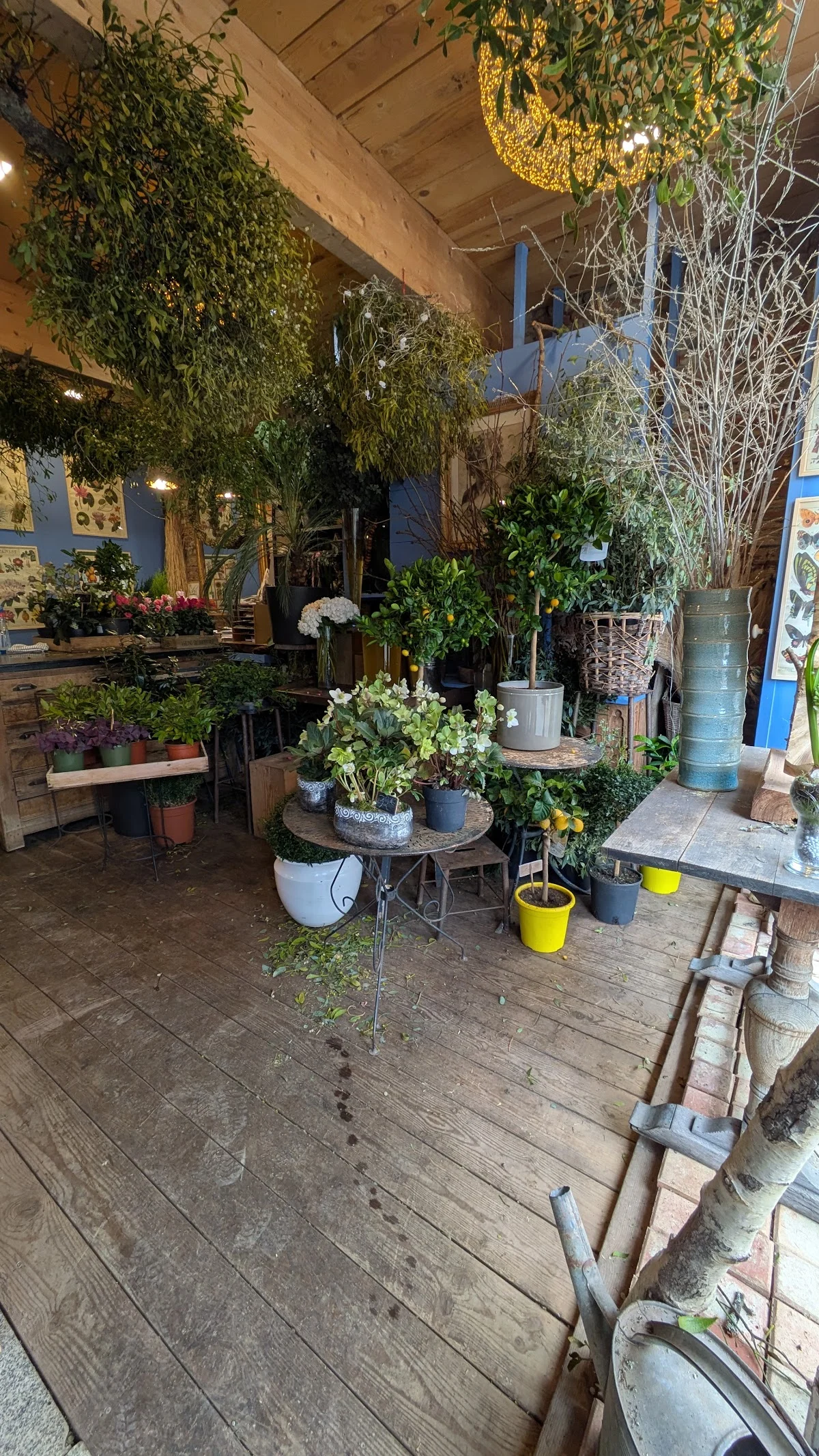 Les fleurs de Monsieur Rosa Bonheur - 2