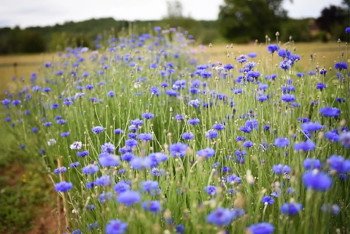 Les Six Saisons Ferme florale - 2