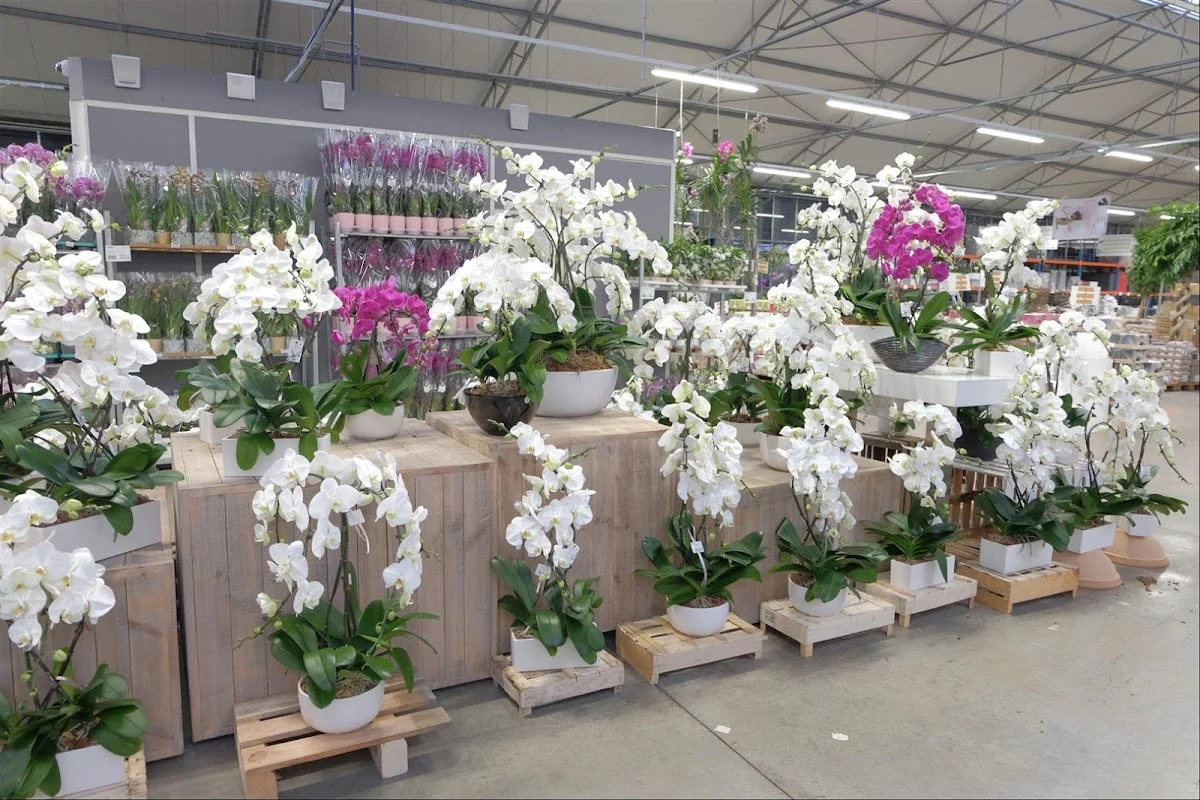 LGD-FLORONALP Grossiste végétaux - 2