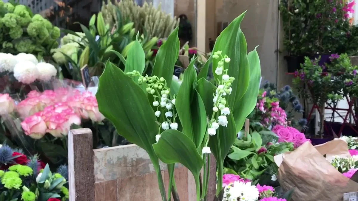 L'Histoire d'une Fleur - Paris 2 éme - 3