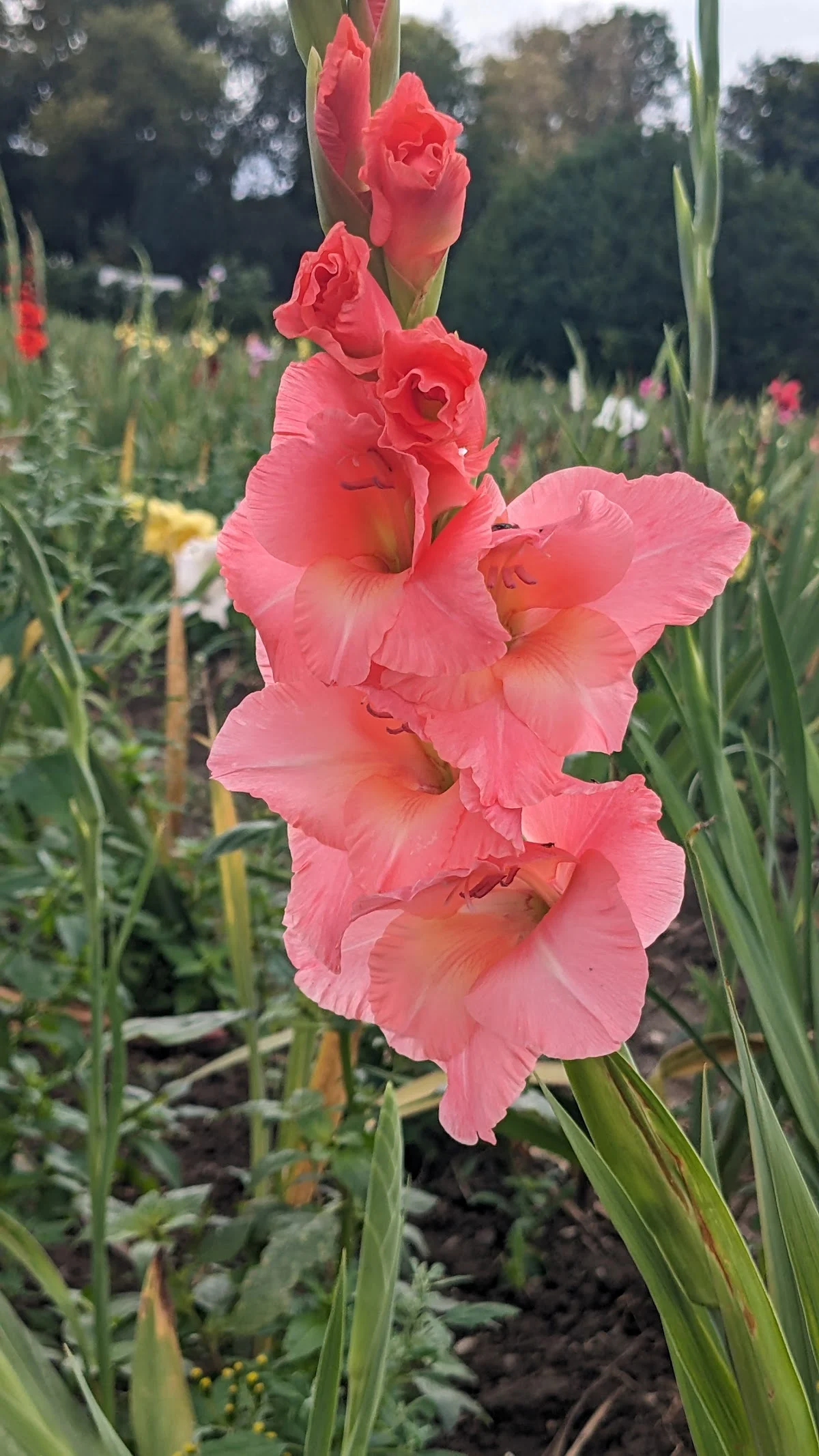 Libre Service Fleurs - 2