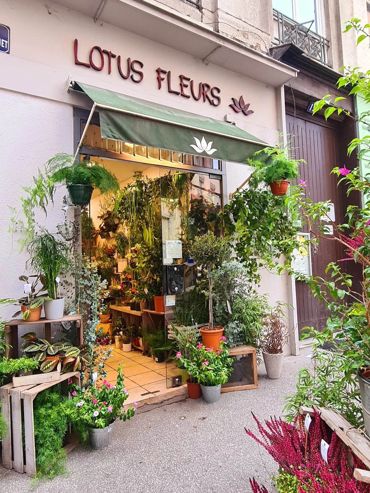 Lotus Fleurs - 4