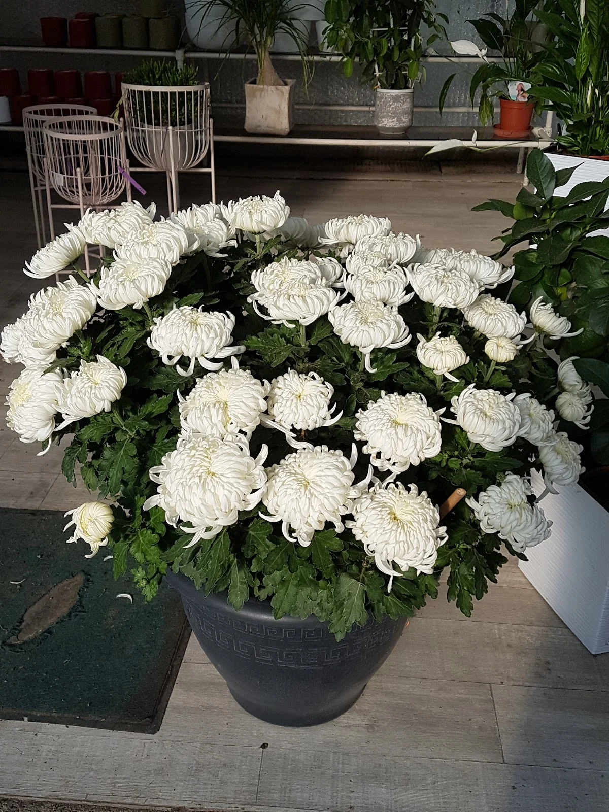 Mary Fleurs - 3