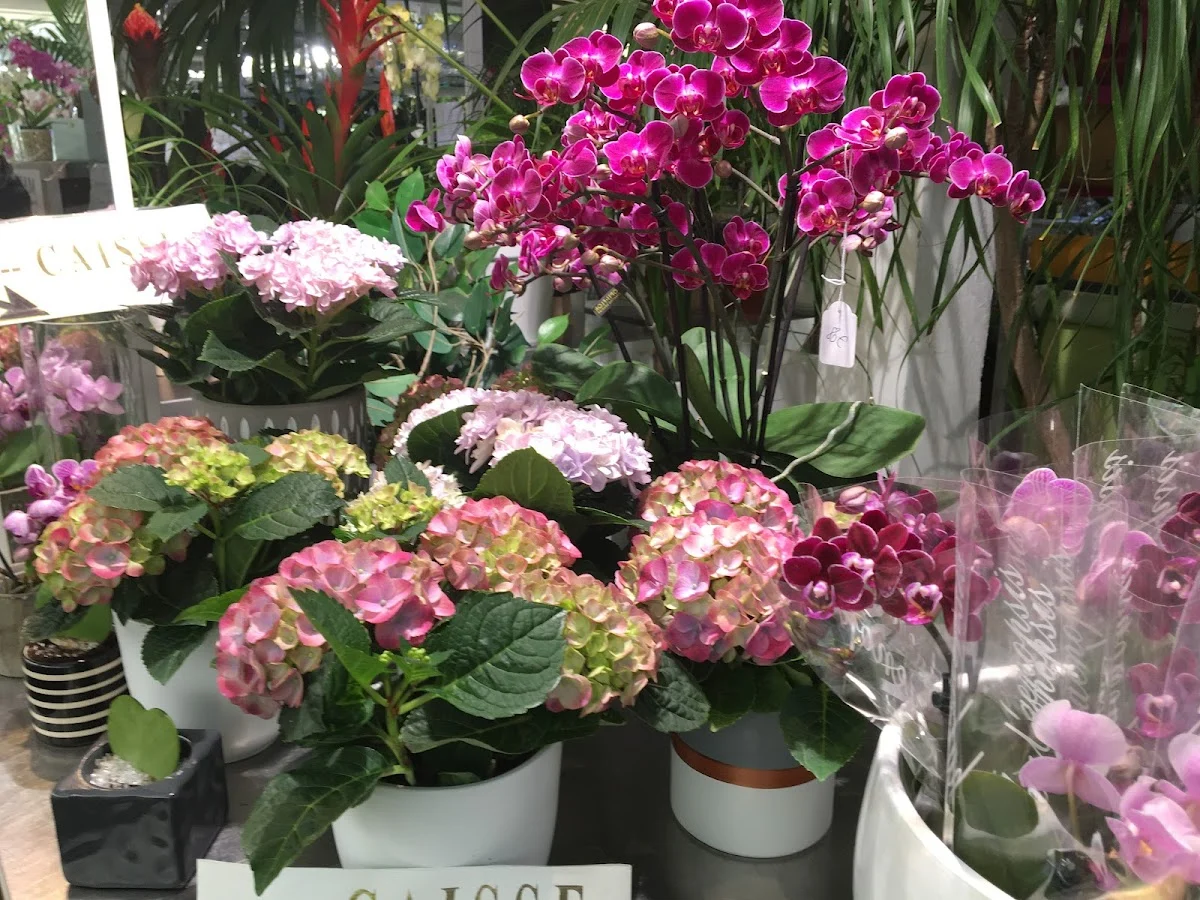 Maurice Jardins Fleurs - 3