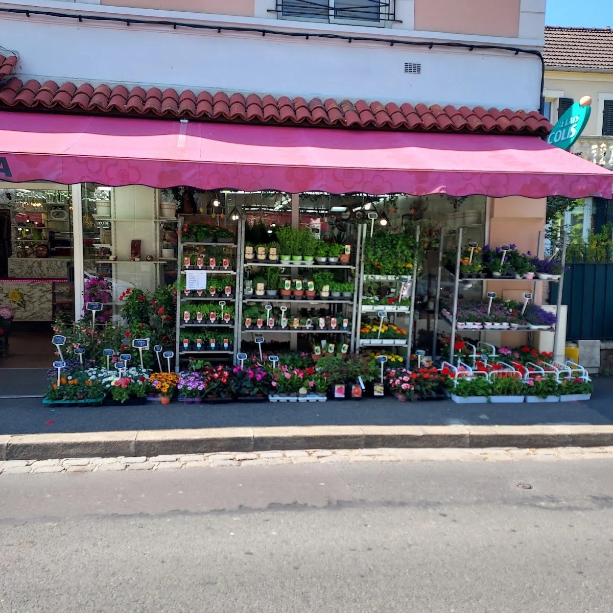 Maxi-Flora