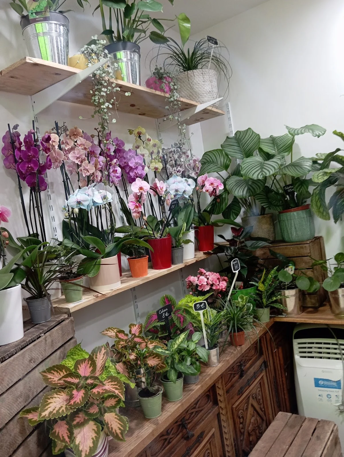 Mefa Fleurs - 4