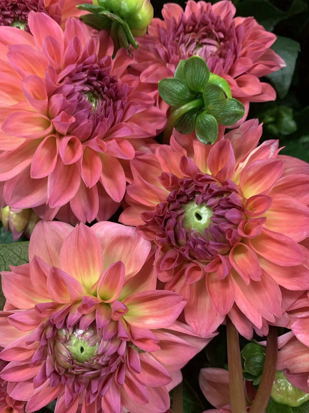 Mellibis Renouveau, Artisan Fleuriste à Agen - 3