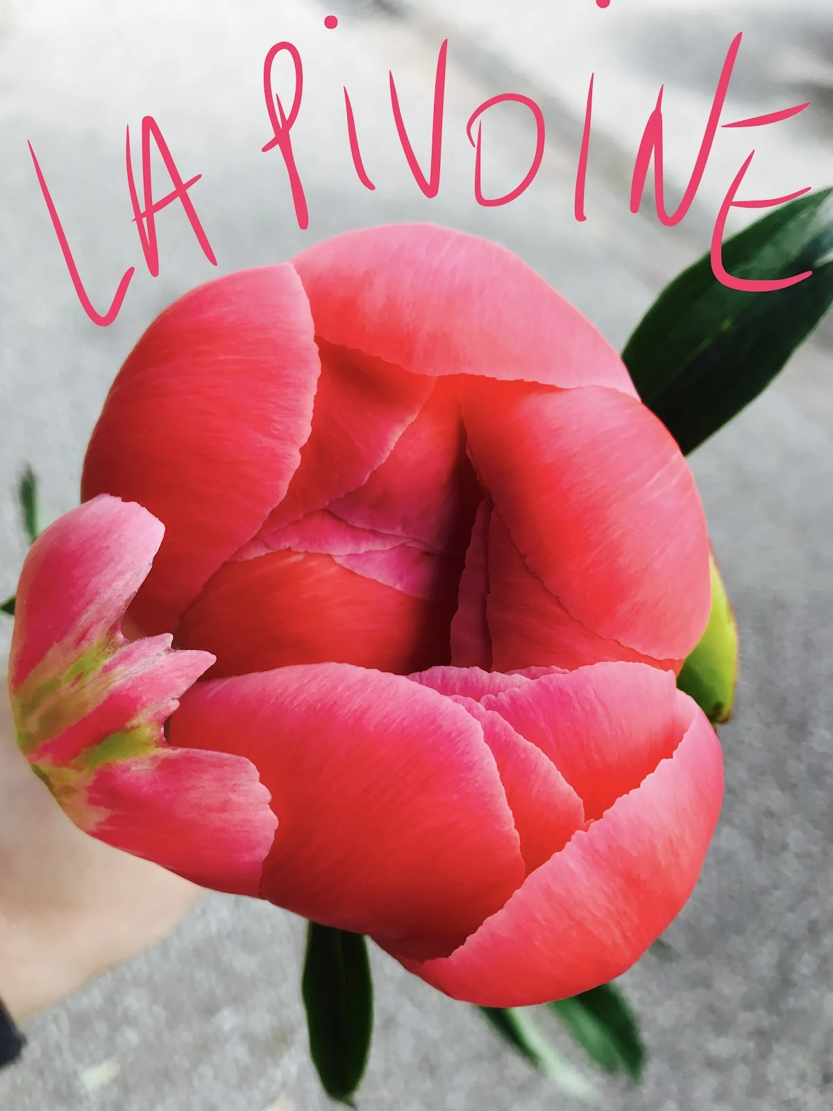 Minima Fleurs - 3
