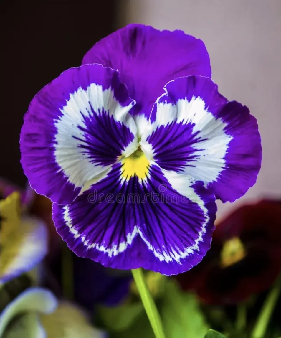 Monceau Fleurs - 2