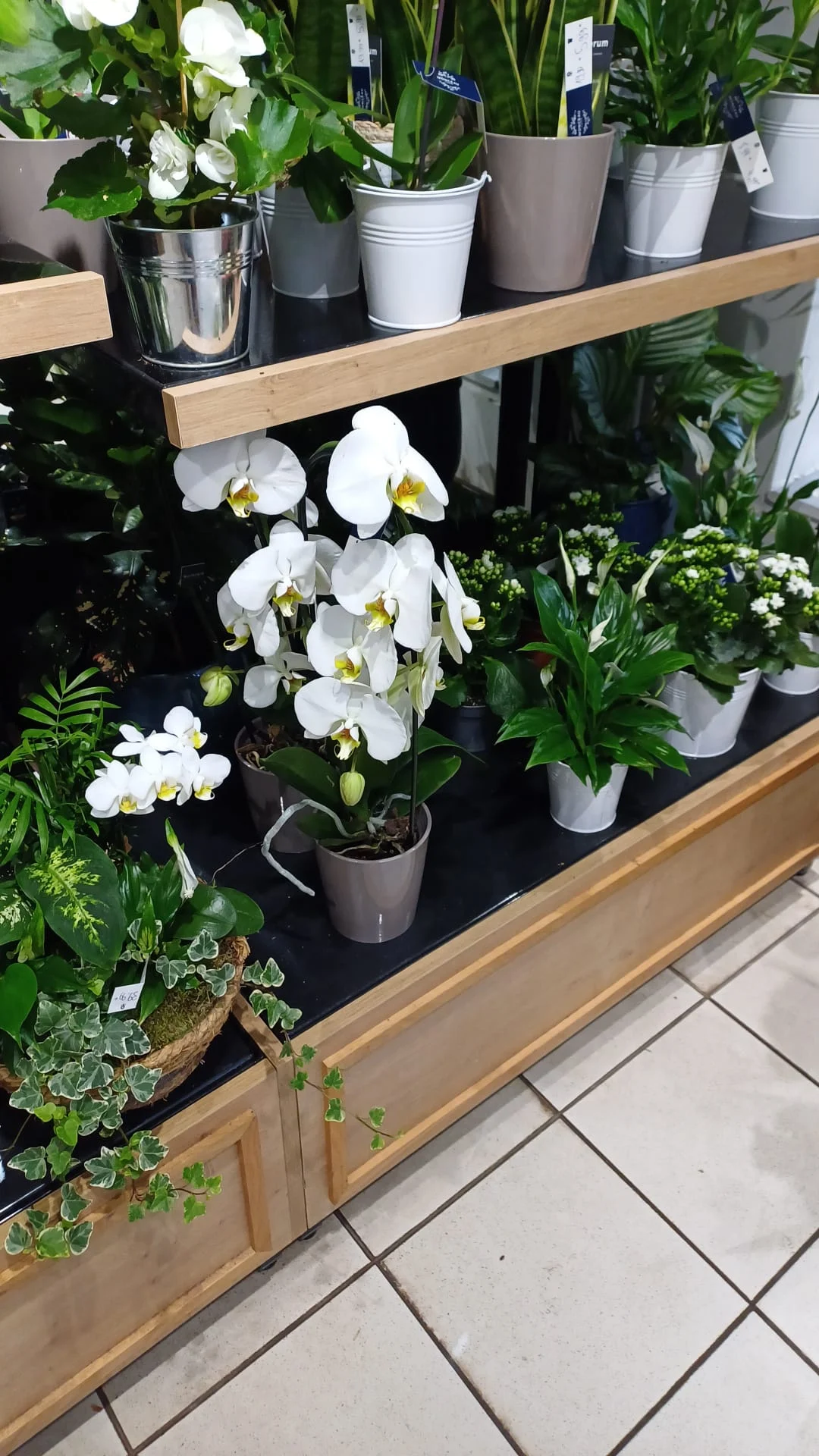 Monceau Fleurs - 2