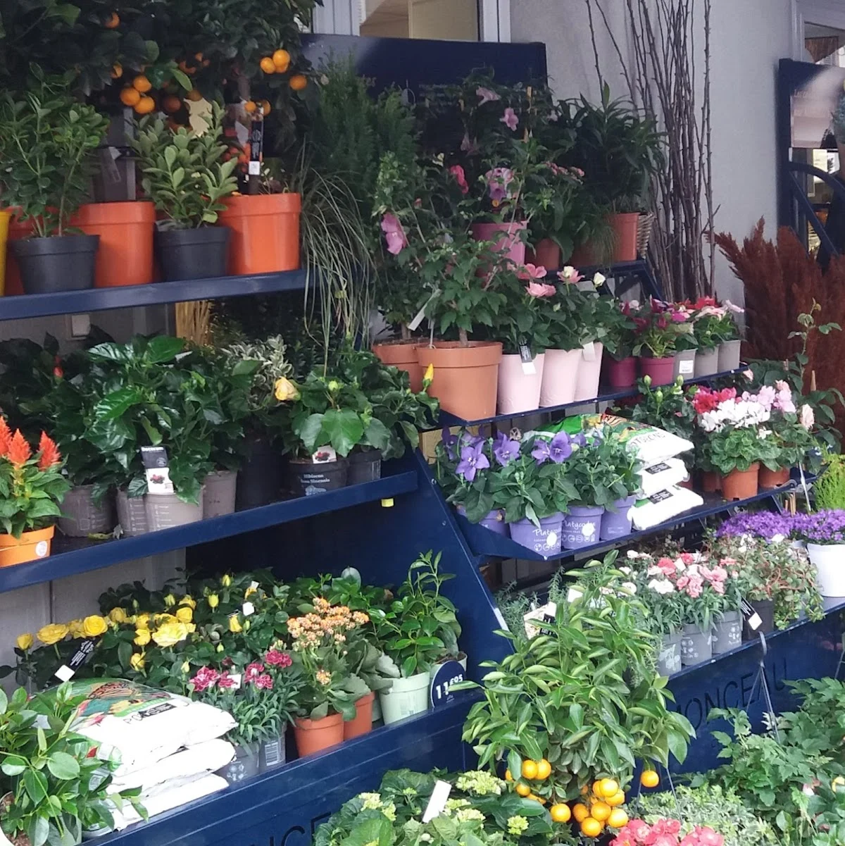 Monceau Fleurs - 4