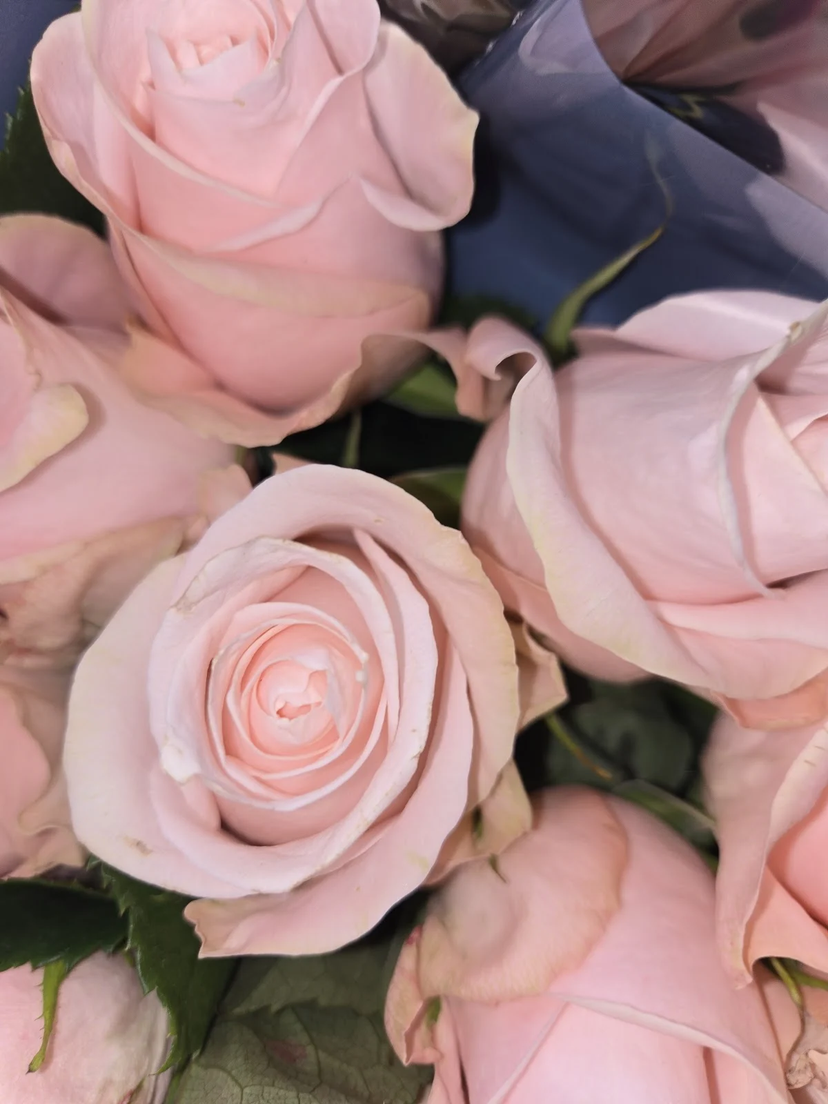 Nasser FLEURS - 5