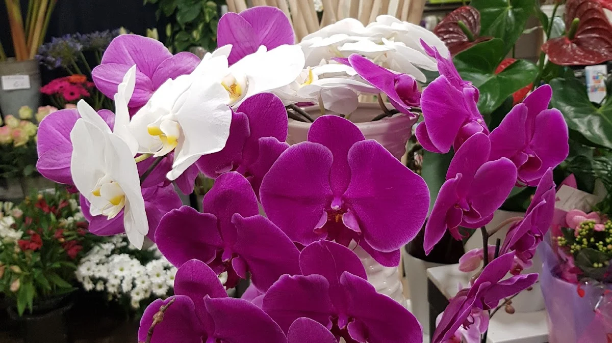 Nuance Florale - 3