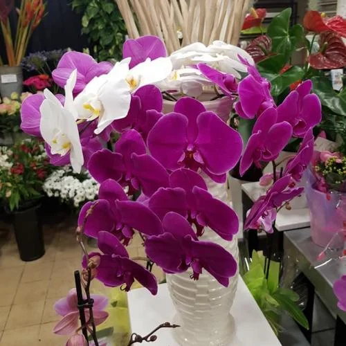 Nuance Florale - 4