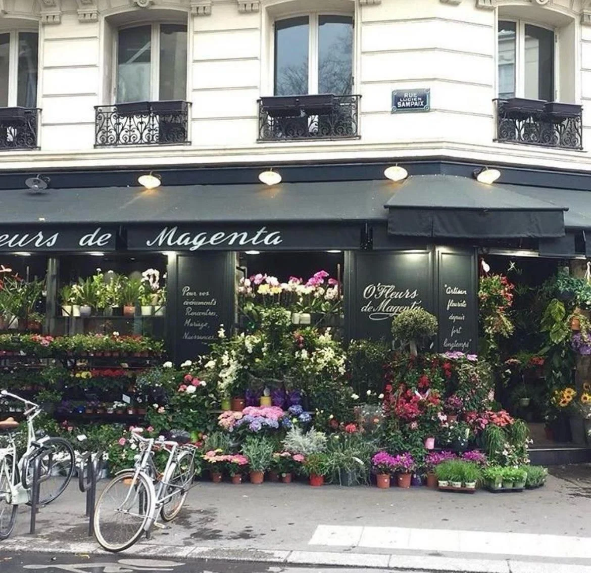 O' Fleurs de Magenta