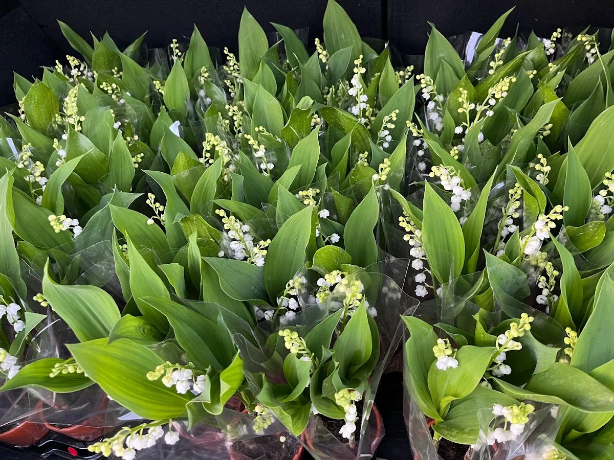 O'Mille Fleurs - 5