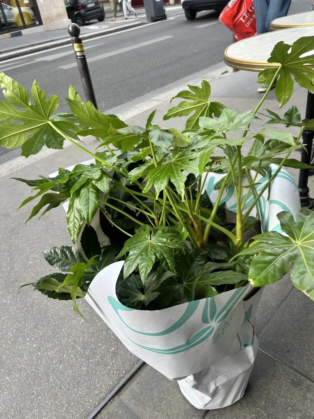 Oya Fleurs - 2