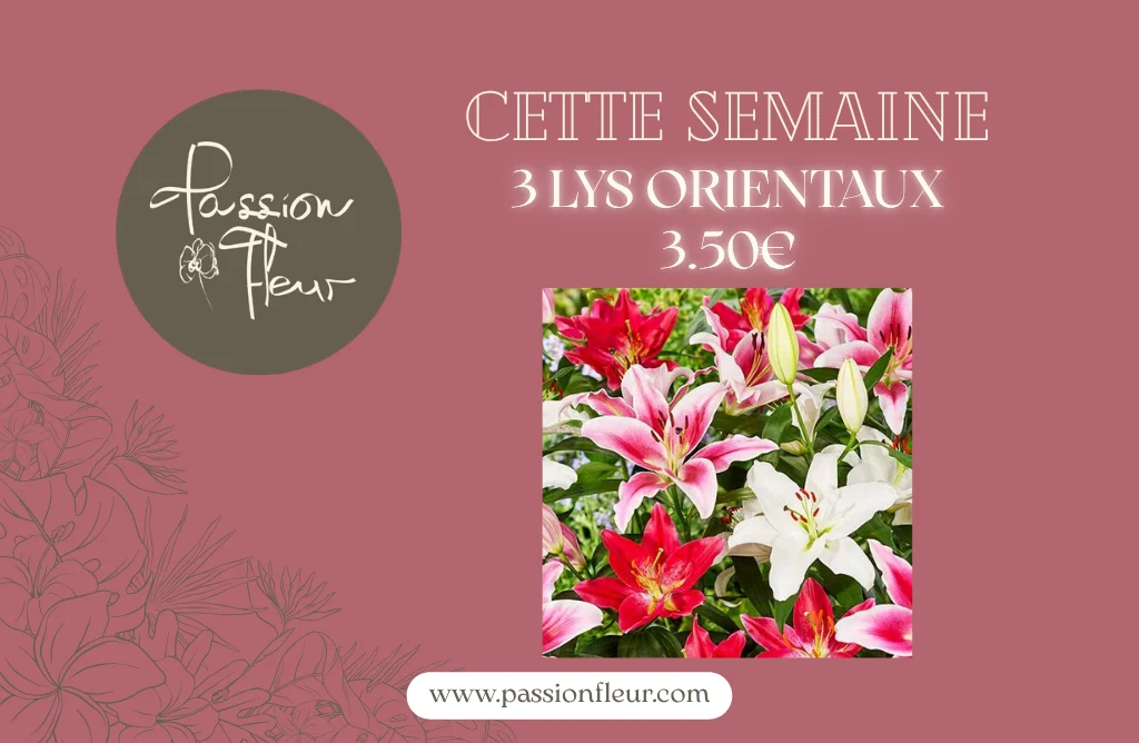 Passion Fleur - 2