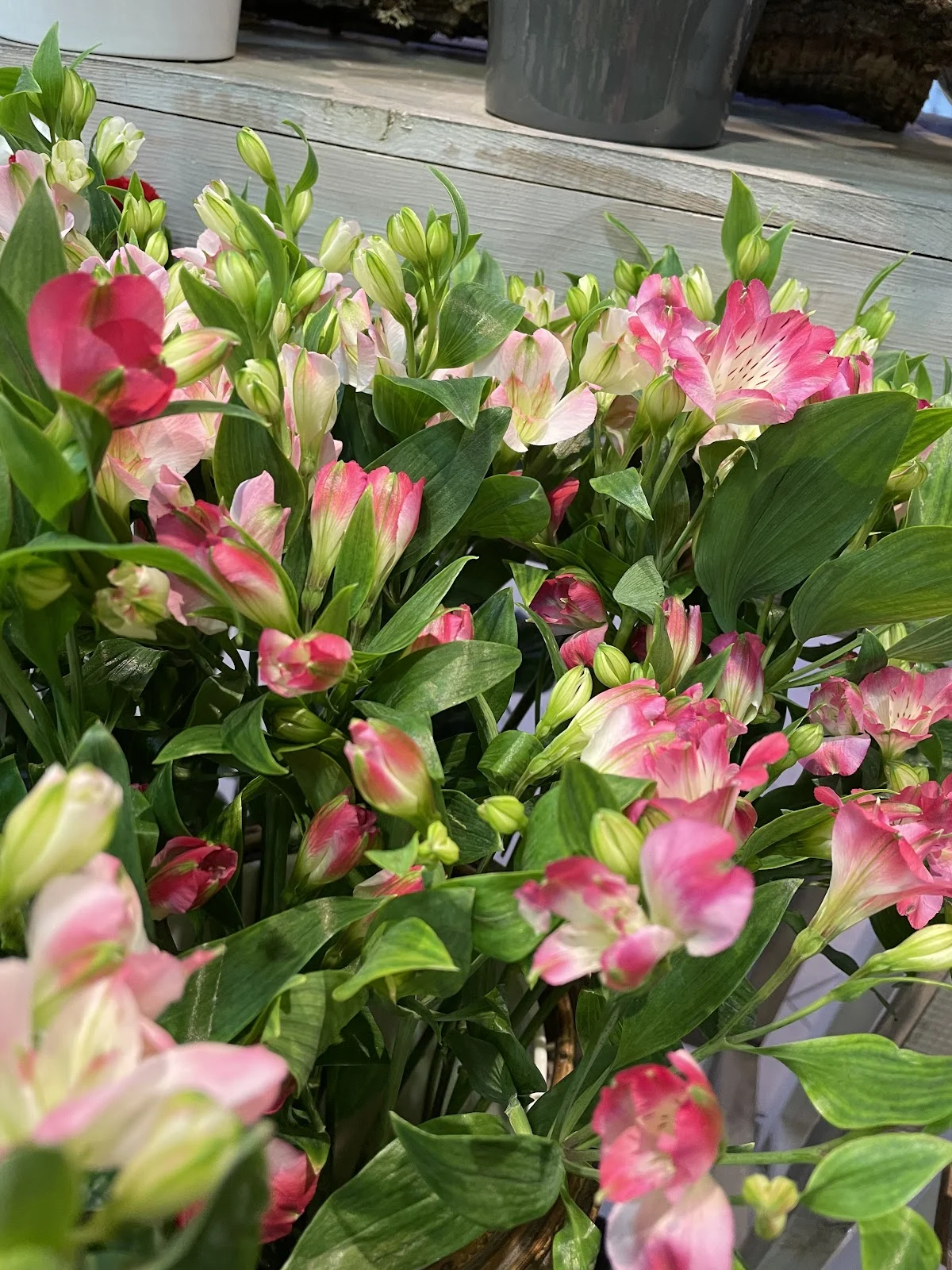 Pélargonium Fleurs - 2