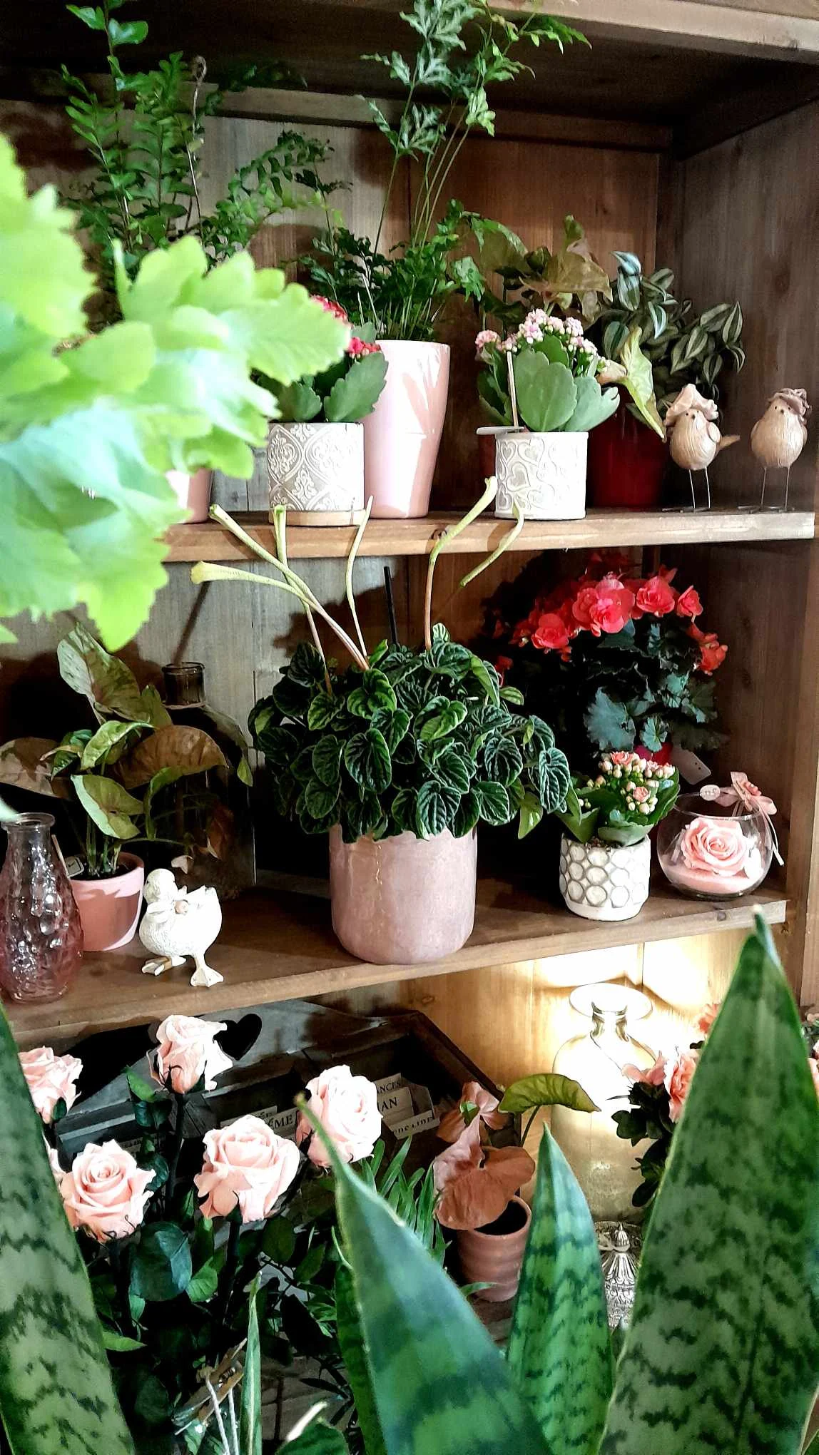 Petite Fleur - 3