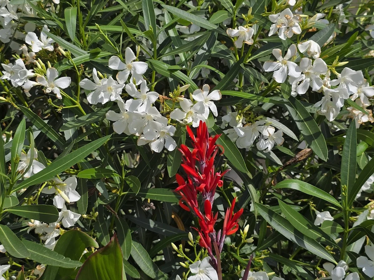 PLANET'FLOR - 4