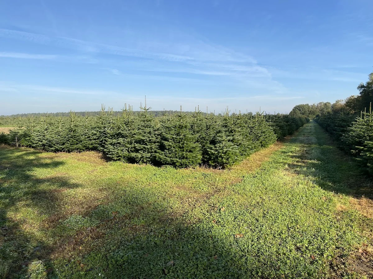 Sapins Rudloff - 4