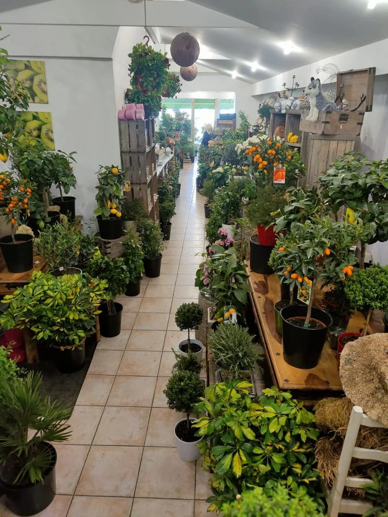 Tamaya JC Fleuriste Décorateur