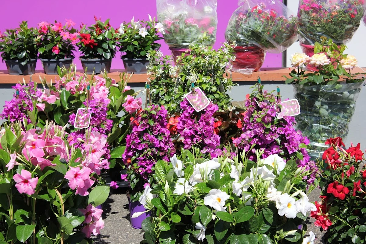 Terre de Fleurs - Fleuriste Montauban - Interflora - 3