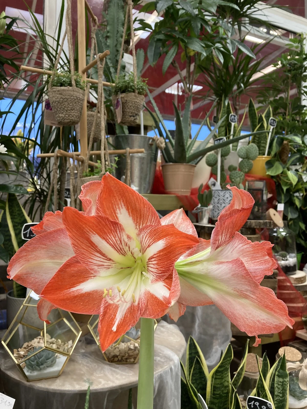 TOUJOURS FLEURS -Fleuriste Albi - INTERFLORA - 5