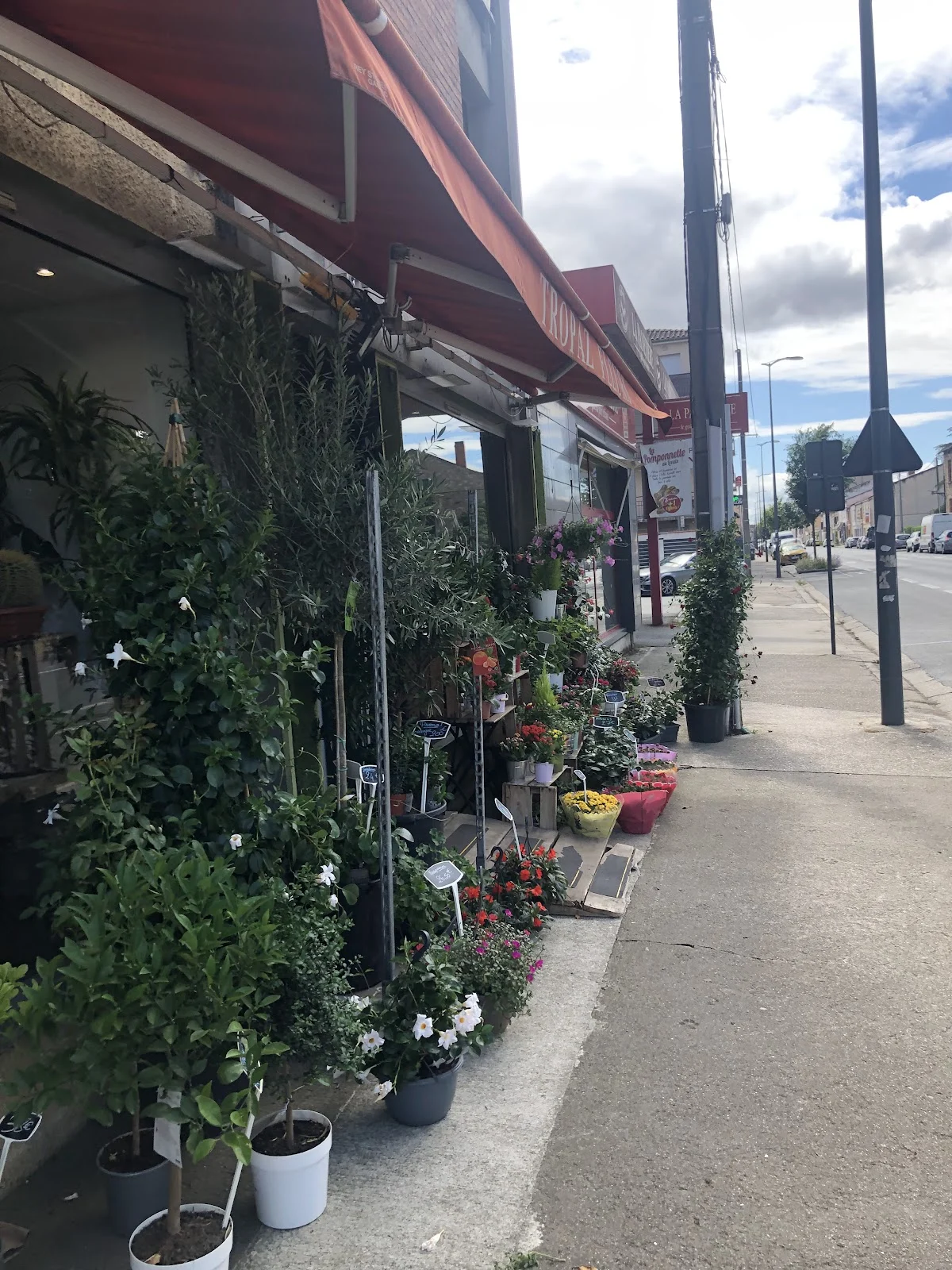 Tropaz Fleurs, Artisan Fleuriste à Albi