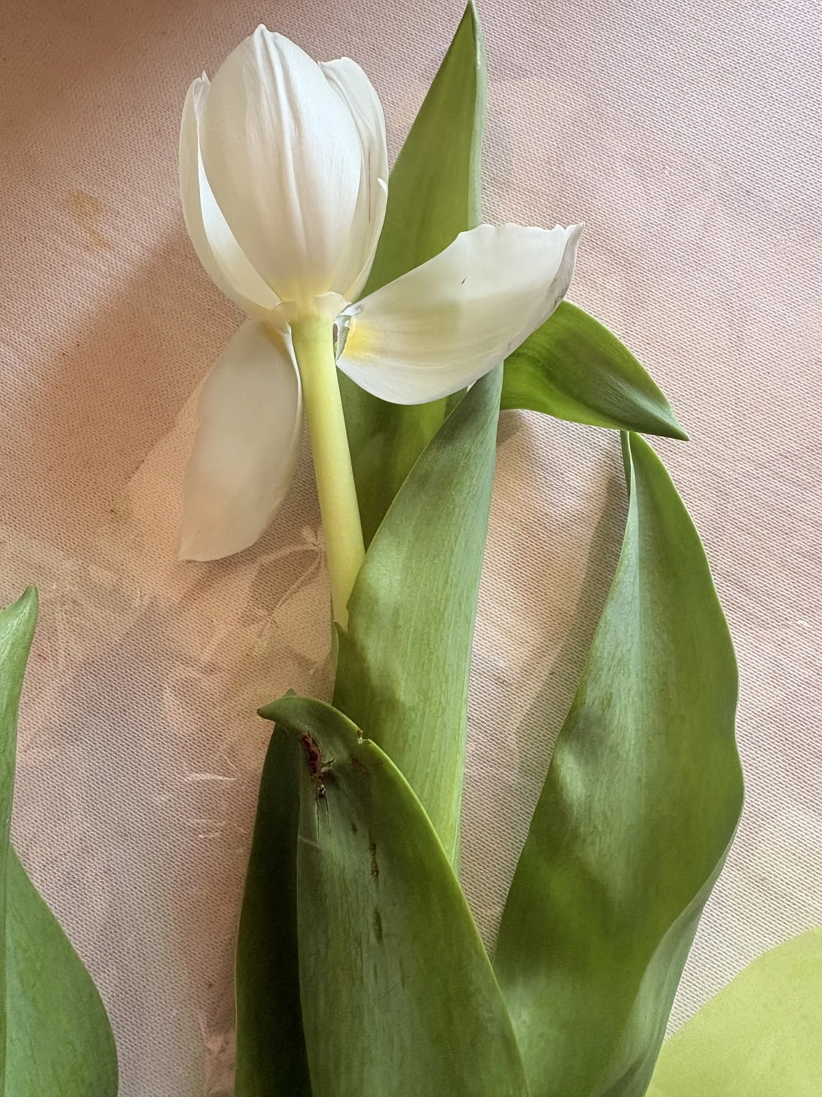 Tulip - 2