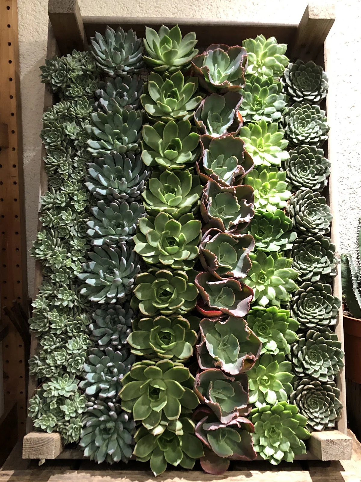 Uflora - 2